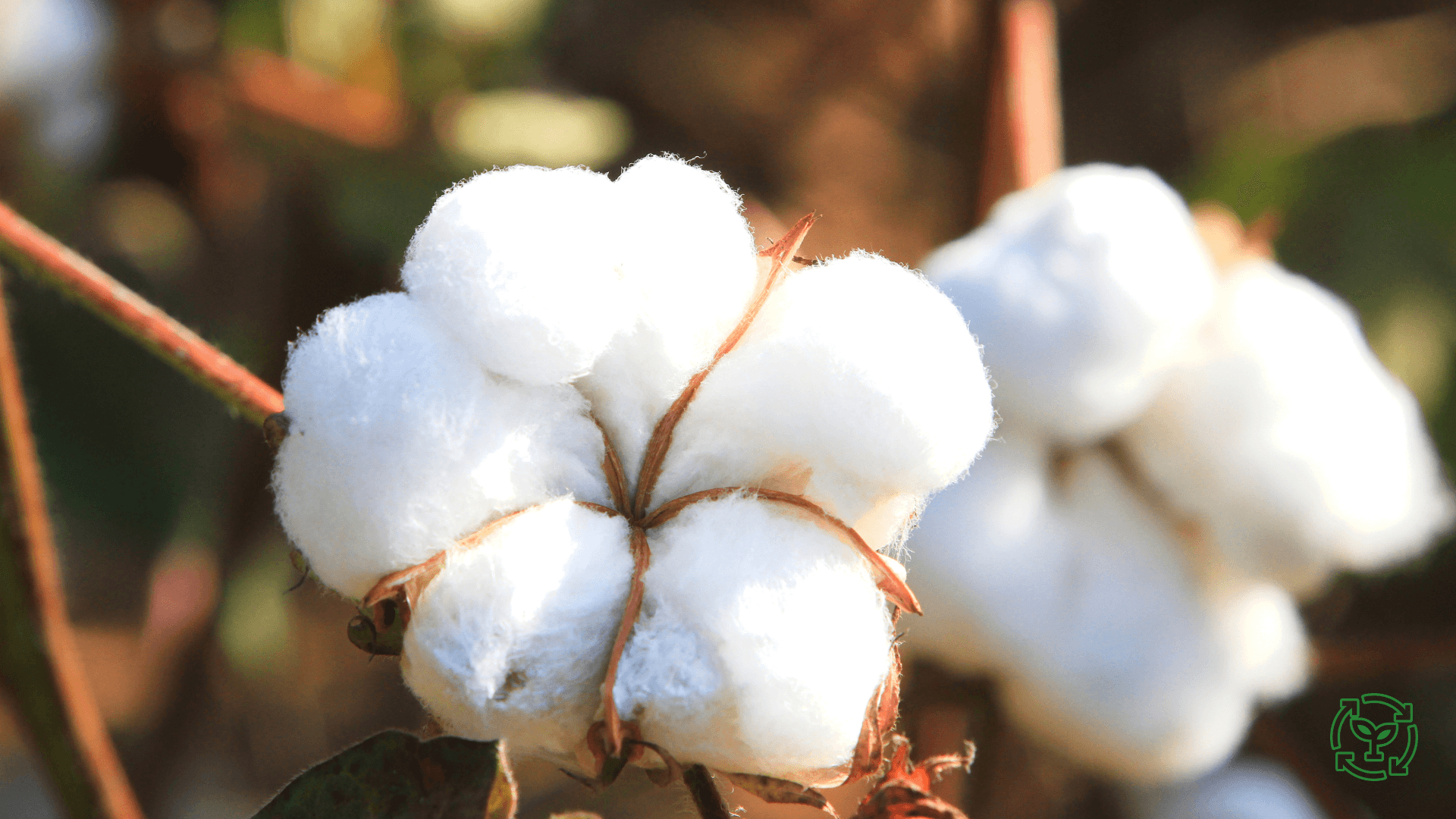 The Benefits of Organic Materials Over Synthetic Materials: Why Pitod is Moving Away from Polyester - pitod.pro